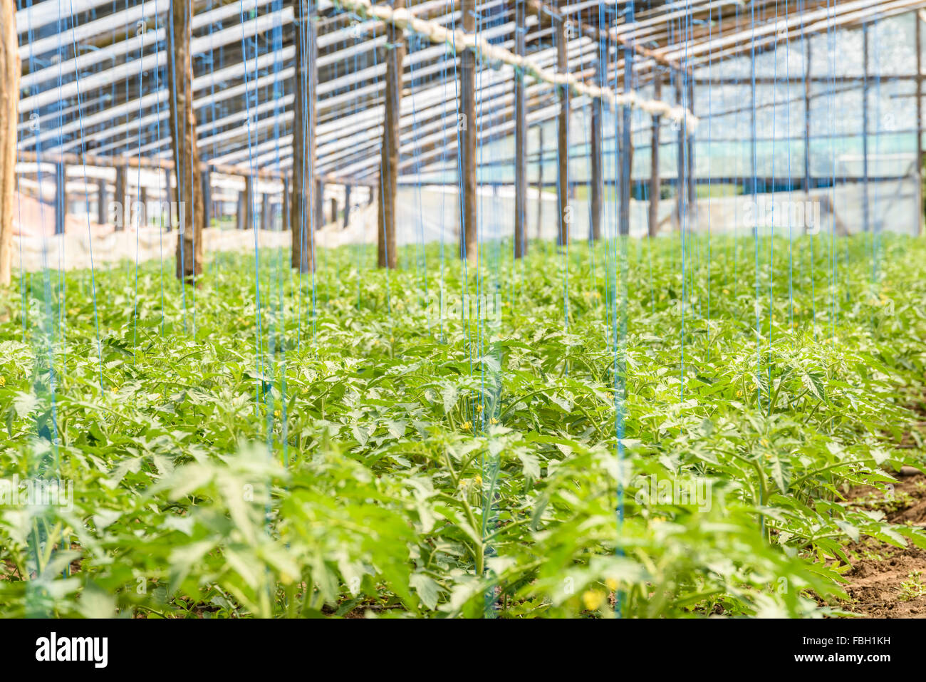 Young Cucumber Plants Growing In Greenhouse Stock Photo Alamy