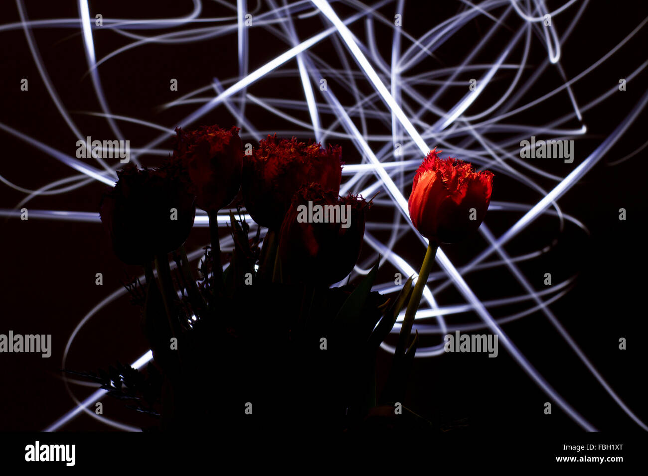 A bouquet of red tulips photographed in darkness with LED light