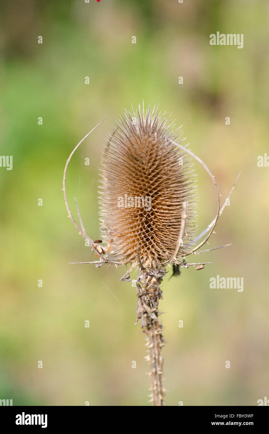 Teasel Muir Dead piece of teasel Stock Photo - Alamy