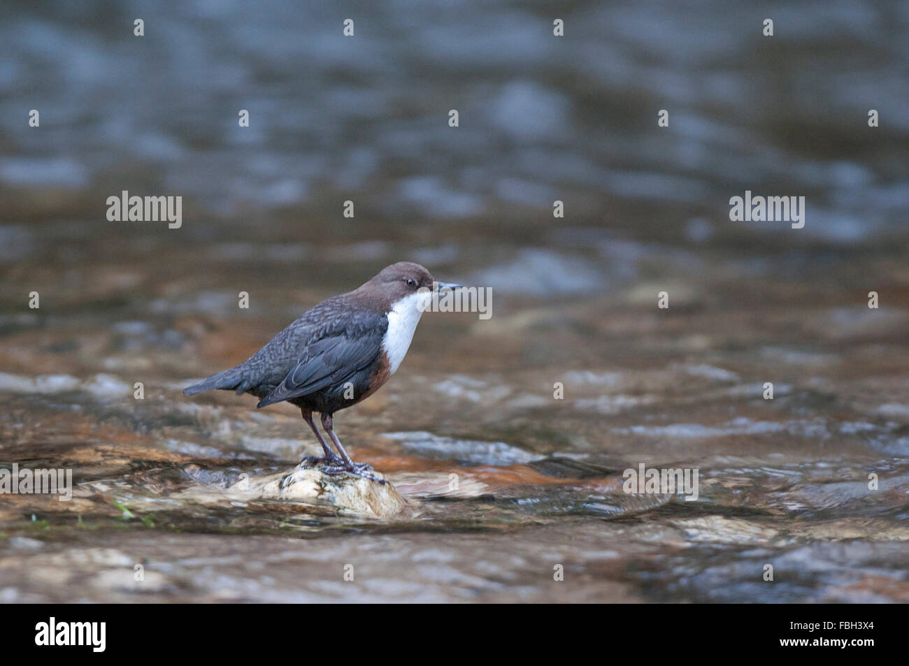 dipper in the river fowey Stock Photo