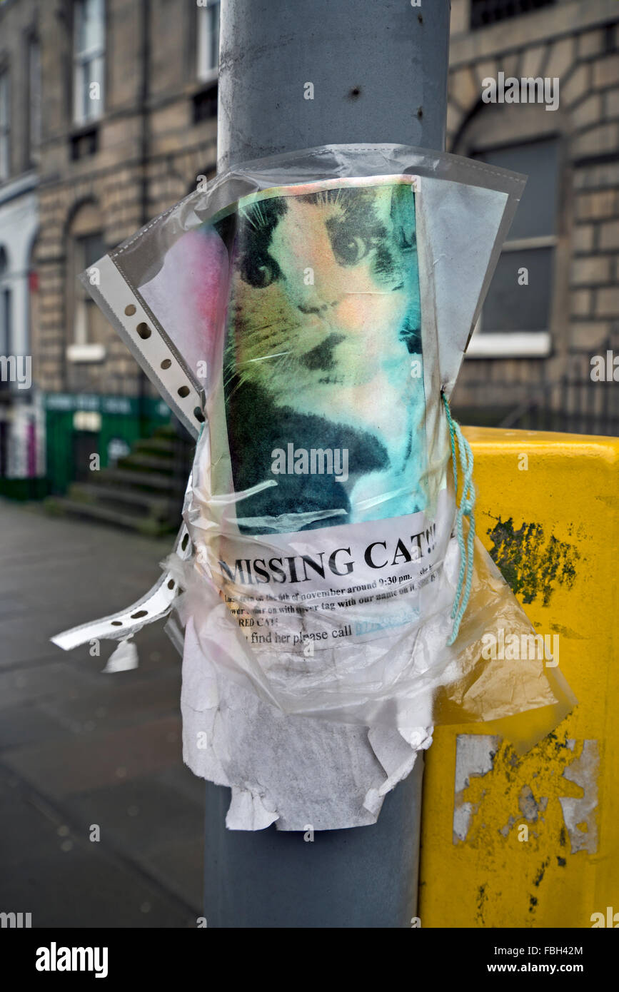Badly weathered and rain damaged 'Missing Cat' poster. Stock Photo