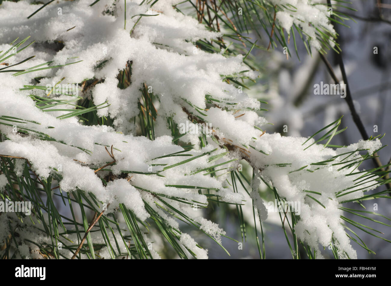 closeup to pine branch covered with snow Stock Photo - Alamy