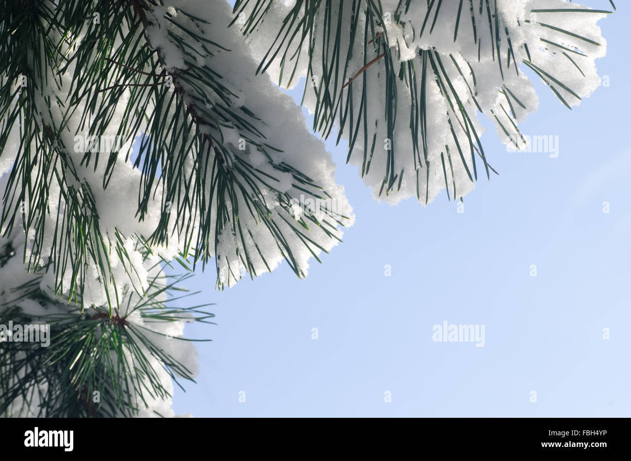 closeup to pine branch covered with snow Stock Photo - Alamy