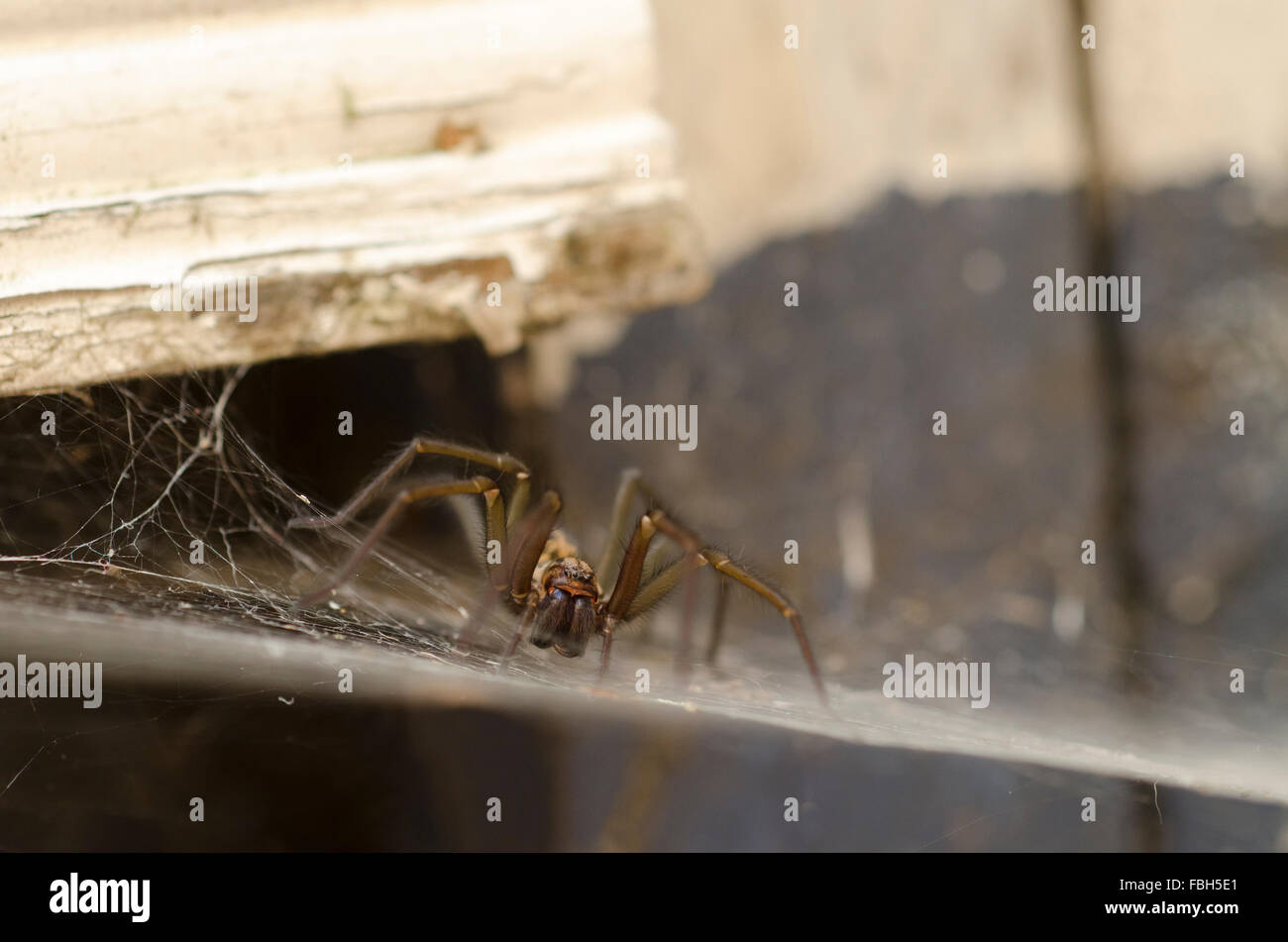 Uk largest spider hires stock photography and images Alamy
