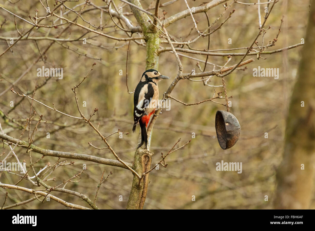 Greater Spotted Woodpecker Dendrocopos major in tree Stock Photo