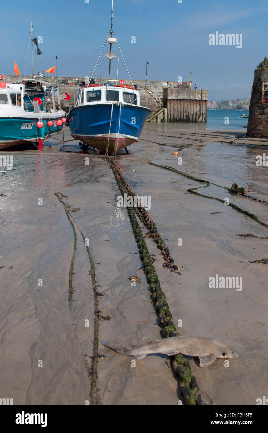 small-spotted catshark (Scyliorhinus canicula) dead in a cornish harbor Stock Photo