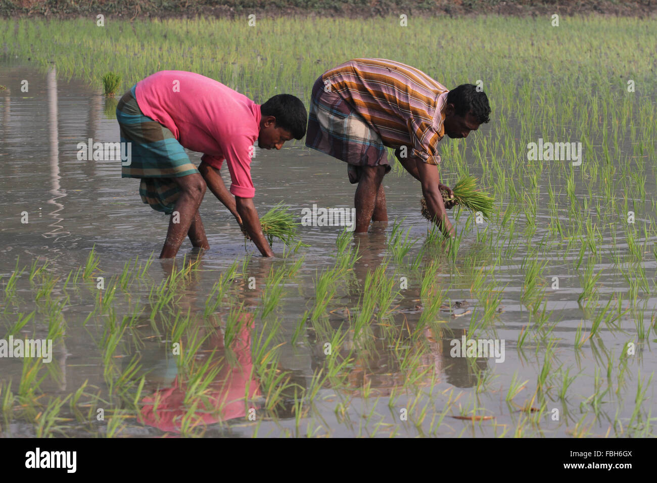 Planting rice in bangladesh hi-res stock photography and images - Alamy