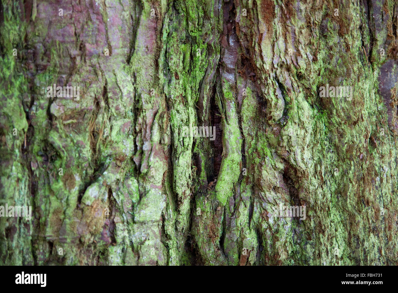 Bark of giant redwood tree, sequoiadendron giganteum close up Stock Photo