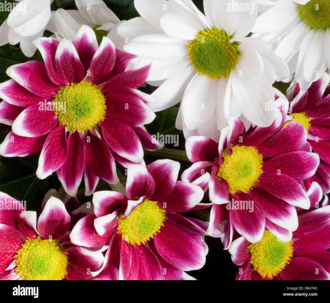 Purple and white chrysanthemums close up Stock Photo Alamy