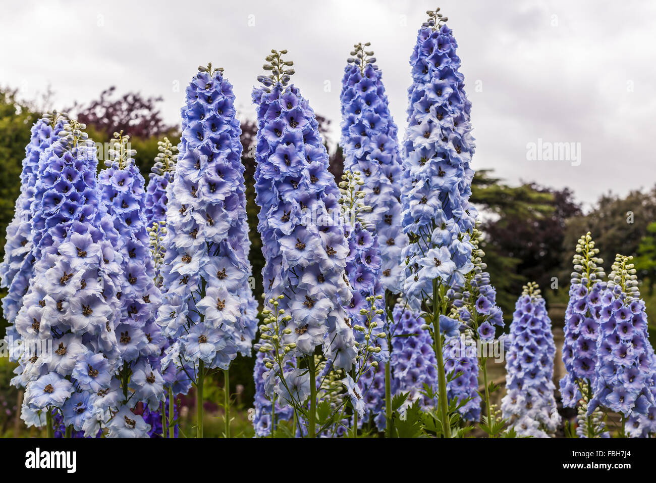 Tall light blue delphinium flowers in a herbaceous border of an English Garden. Stock Photo