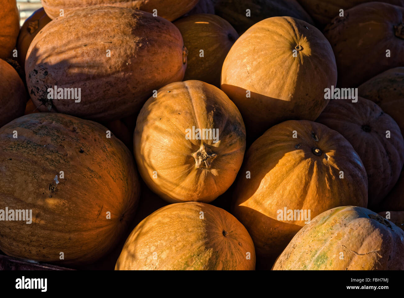 Pumpkins for sale at sunset in Kos island, Greece Stock Photo