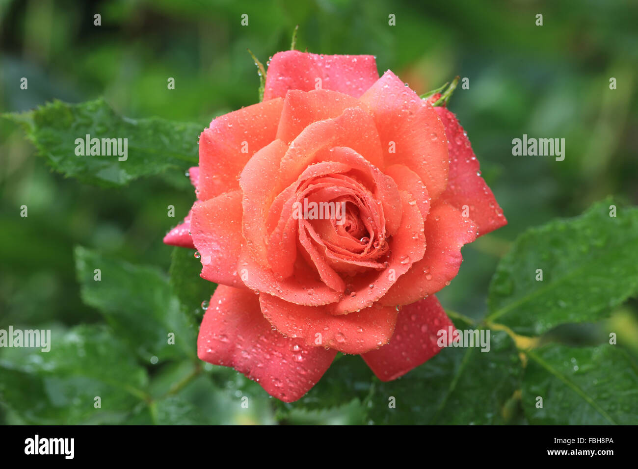 Pink rose with water drops hi-res stock photography and images - Alamy