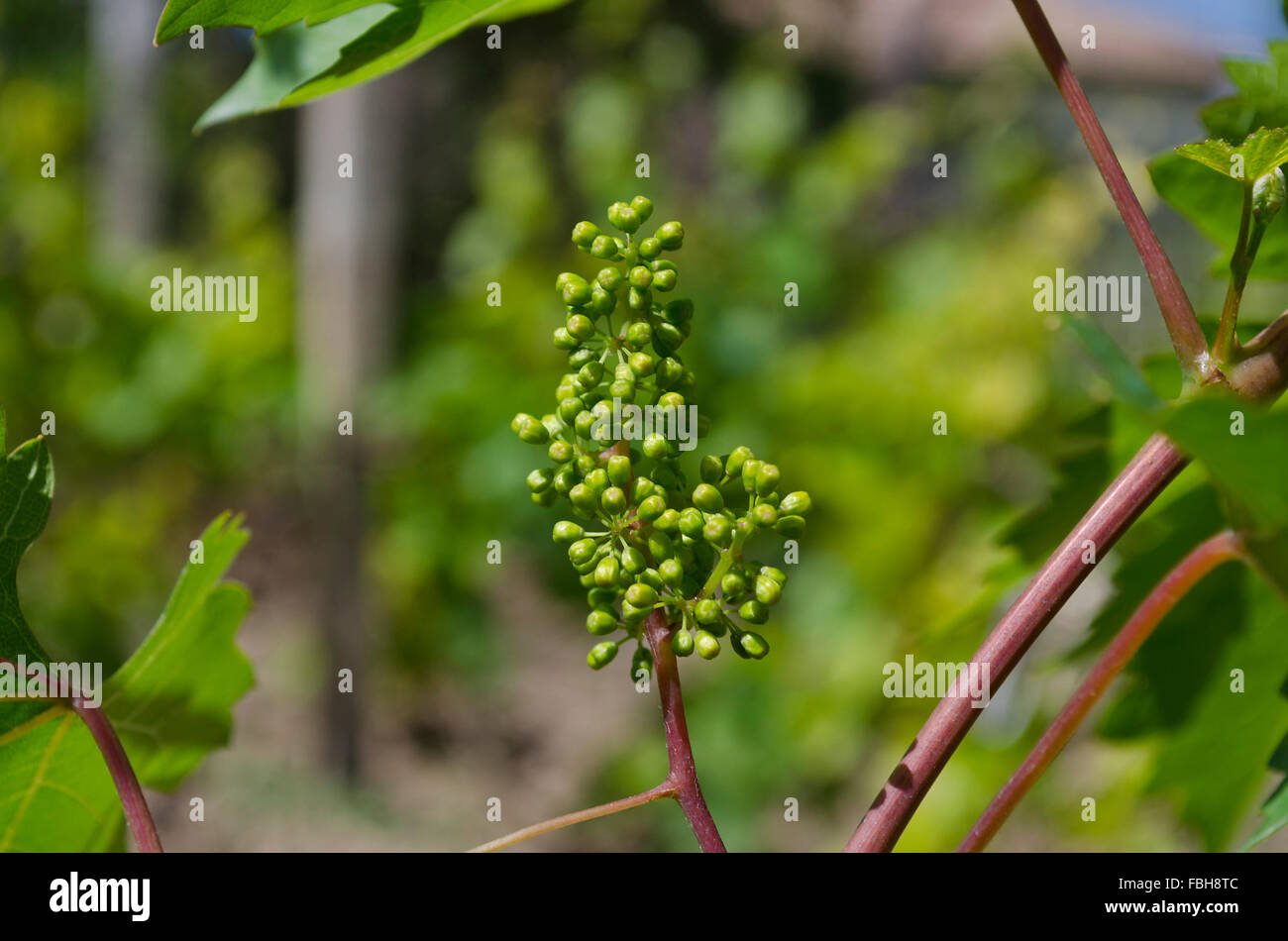 Growing bio grapes in the northern Bulgaria in the summer Stock Photo ...
