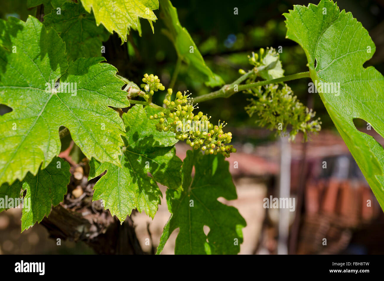 Growing bio grapes in the northern Bulgaria in the summer Stock Photo
