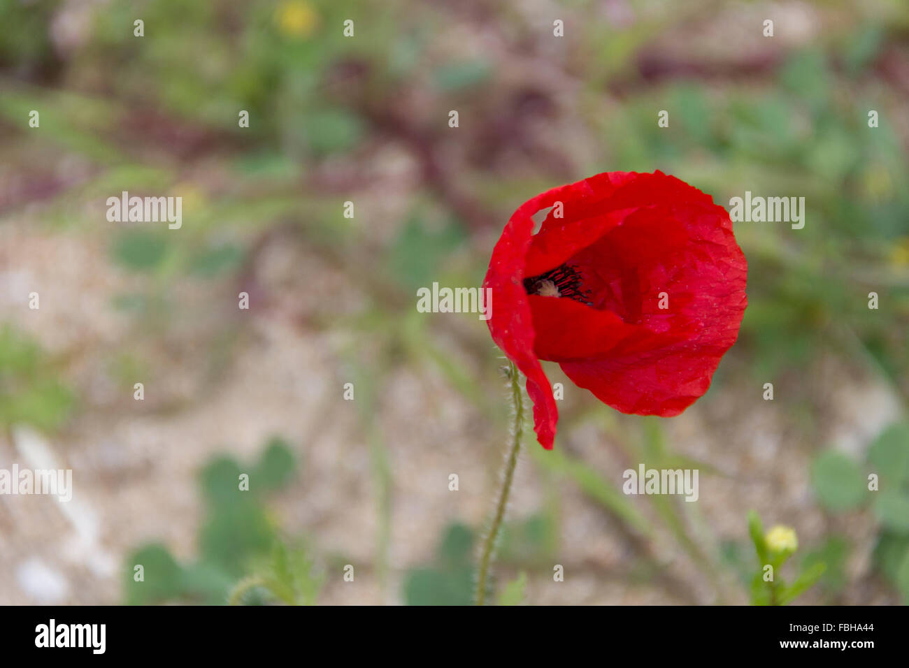 red flower, nature, environment, petals, petal, wind, flowers Stock