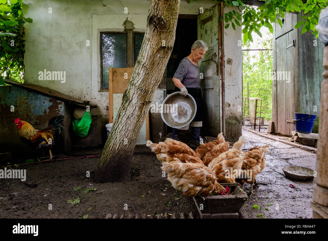 Hens eating at a manger at a private rural farm in Ukraine Stock Photo