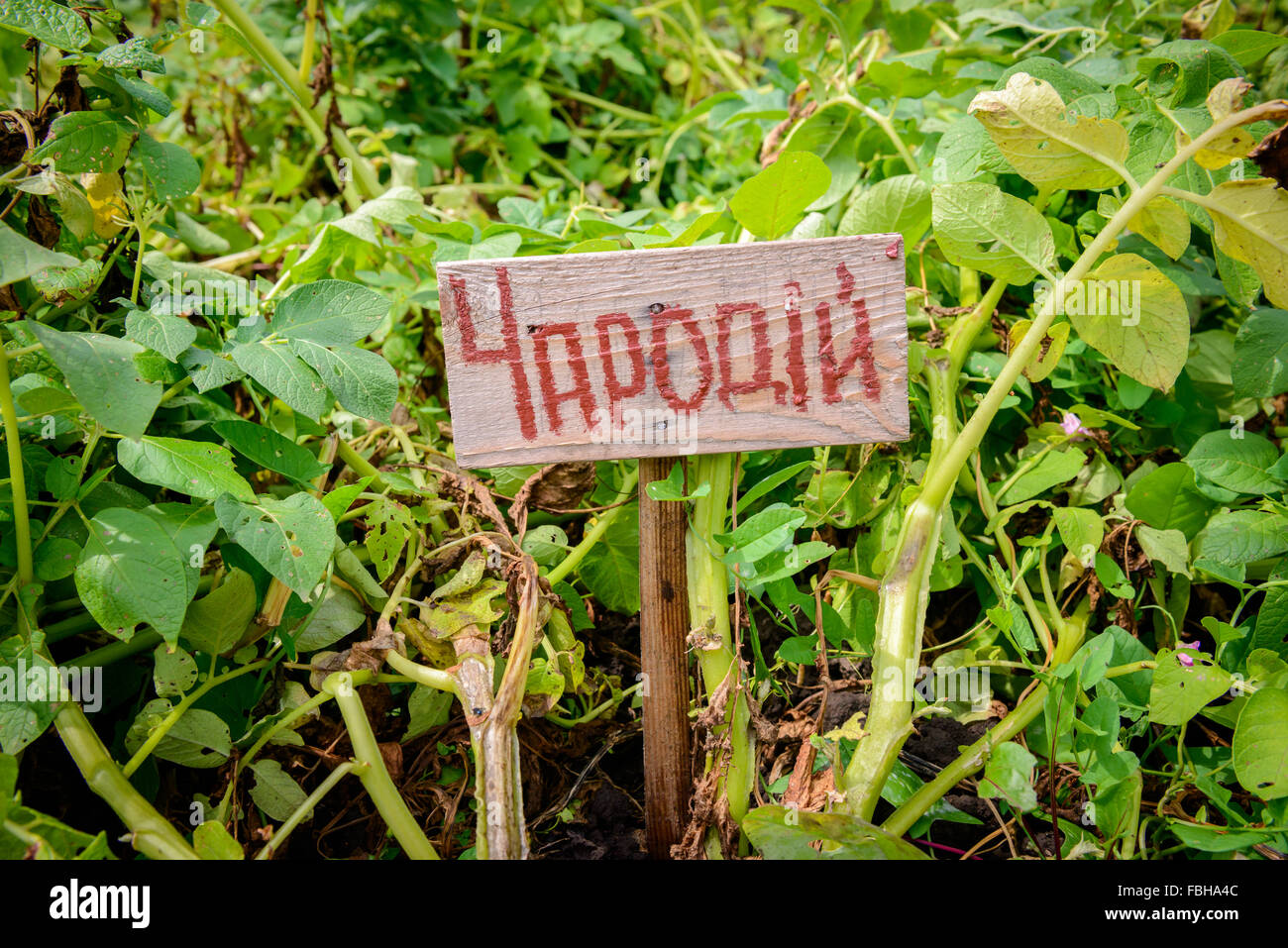 Wooden sign with 'Wizard' written in Ukrainian. 'Wizard' is a variety of potato Stock Photo