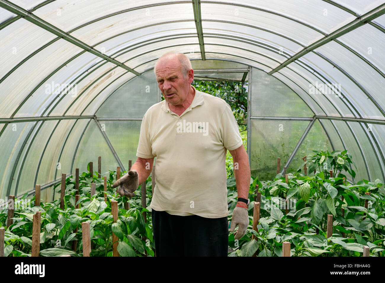 Male farmer showing his greenhouse with bell peppers at a private property in a Ukrainian village Stock Photo