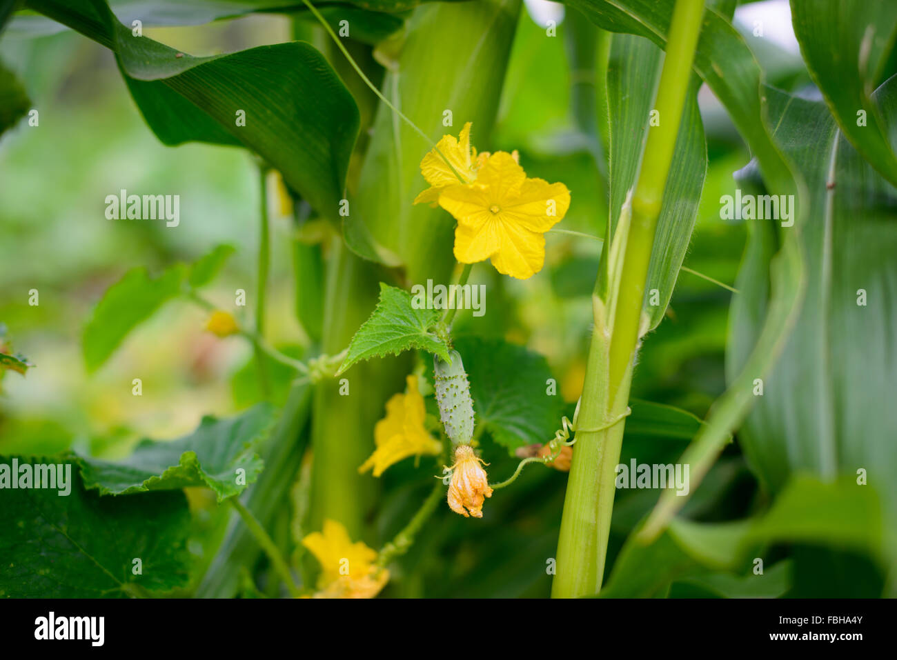 Cucumber vine with germs growing on corn plant Stock Photo Alamy