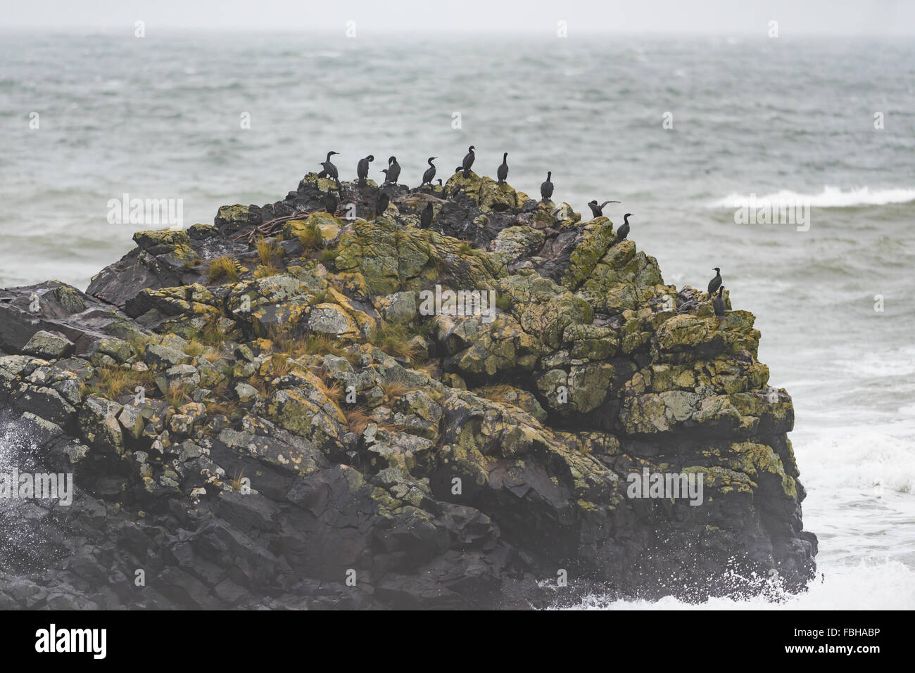 Double-crested Cormorant on a ocean rock in the pacific northwest, Haida Gwaii, British Columbia Canada Stock Photo