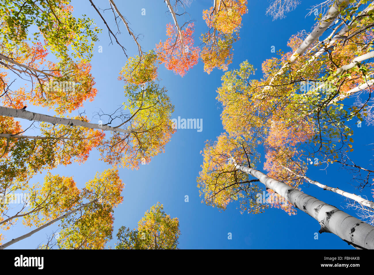 USA, America, birch, aspen, colour, autumn, red, yellow, green, forest, sky, blue, trunk, Utah, landscape, Stock Photo