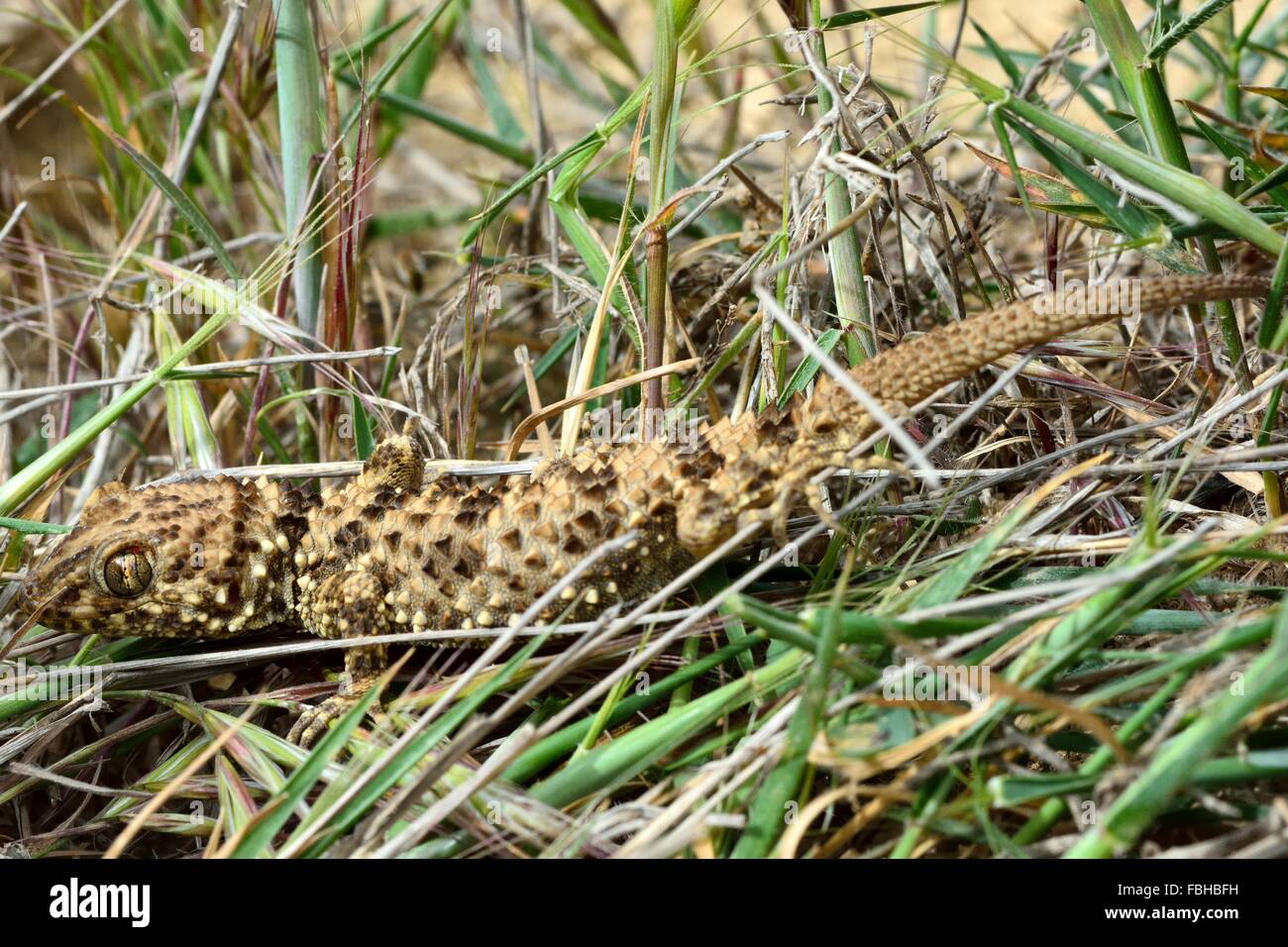 Caspian bent-toed gecko (Tenuidactylus caspius). Wildlife found in the hills behind Bibiheybat, Azerbaijan Stock Photo