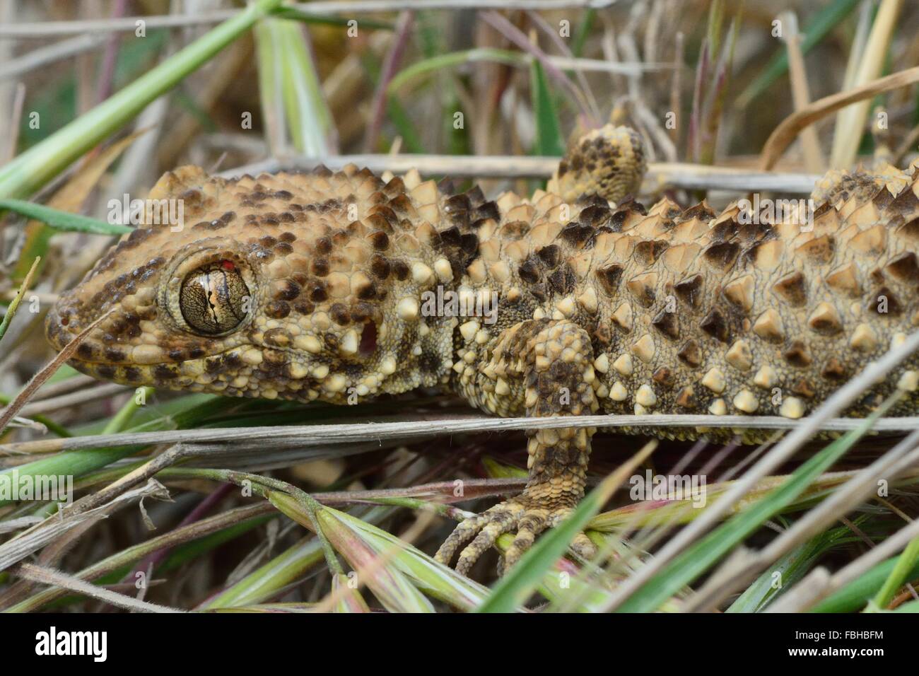 Caspian bent-toed gecko (Tenuidactylus caspius) close-up. Wildlife found in the hills behind Bibiheybat, near Baku, Azerbaijan Stock Photo