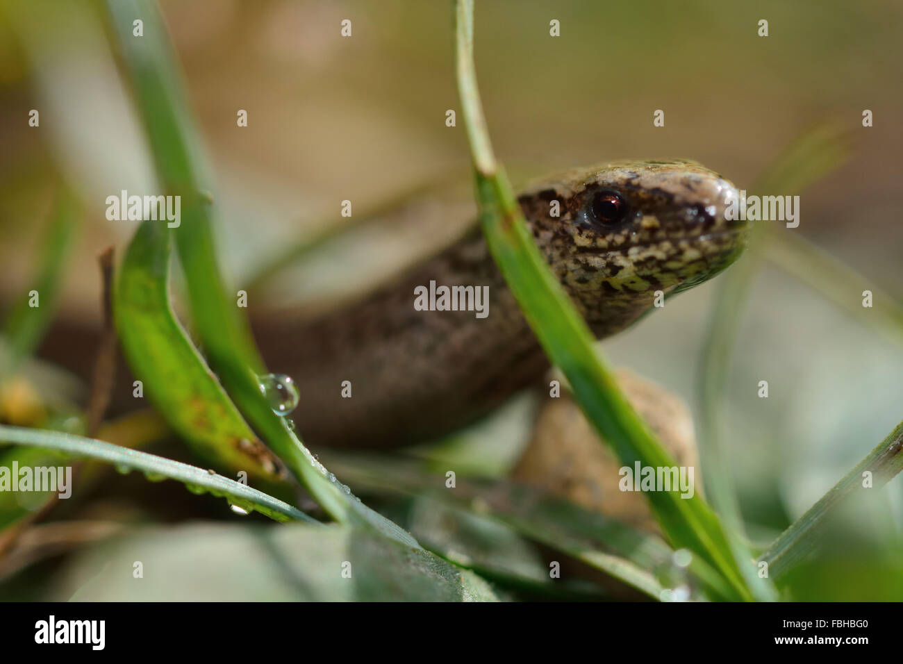 Slow worm (Anguis fragilis) close-up amongst grass. A legless lizard shown amongst grass, with a shallow focus on the eye Stock Photo