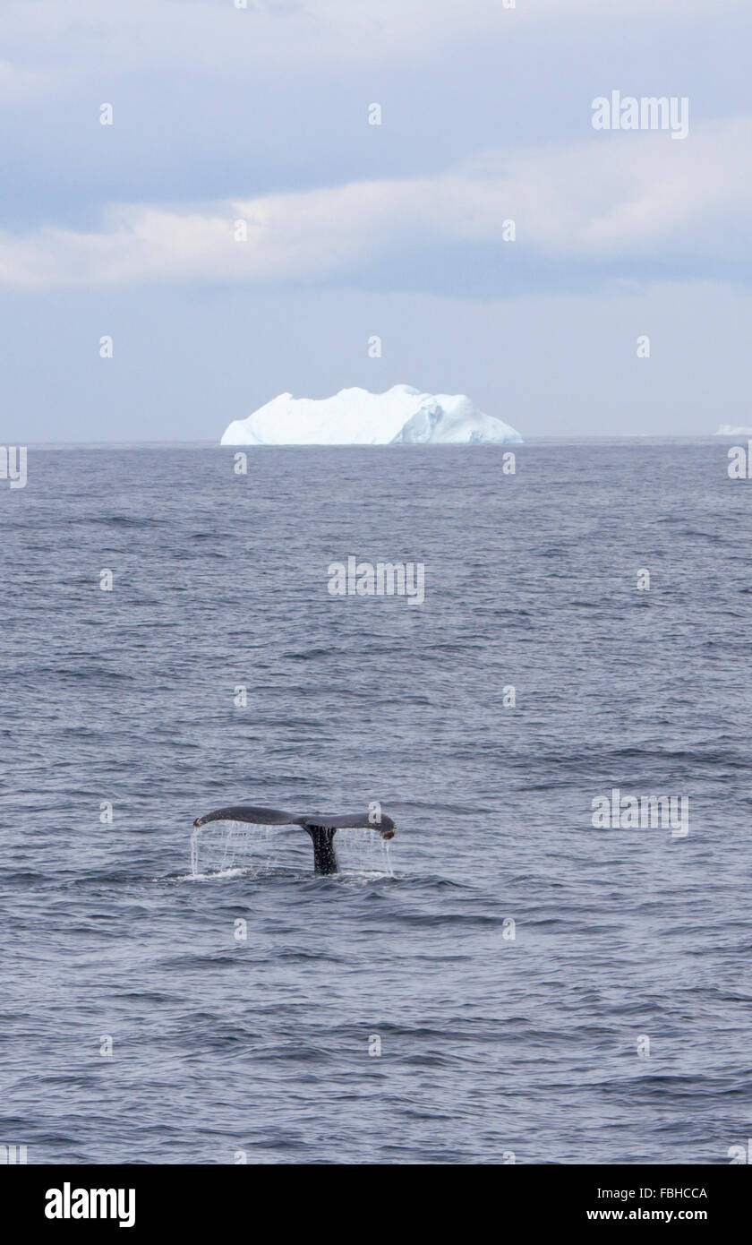 Tail of humpback whale swimming in open watrs near iceberg in Antarctica. Stock Photo