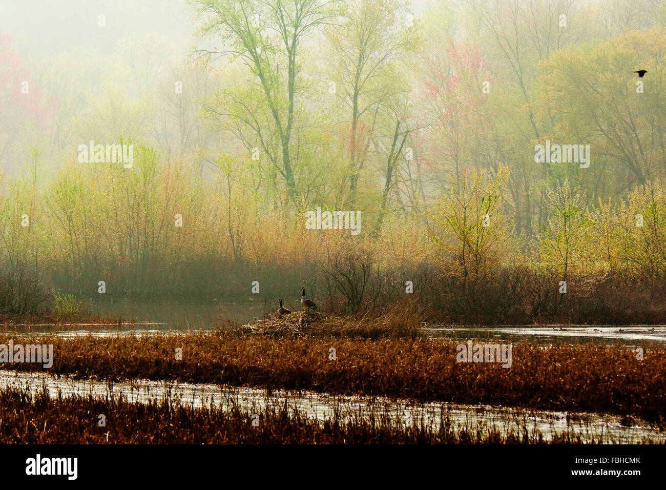 Misty fog in a wetland marsh and forest on a spring morning with blossoming trees, two geese and ducks and a crow flying. Stock Photo