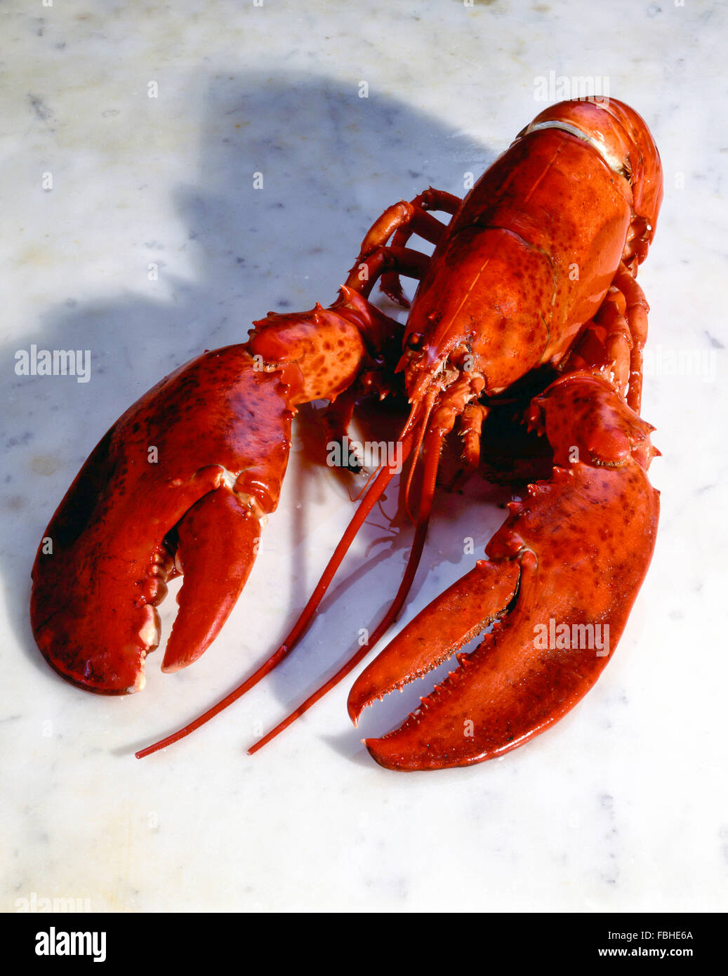 Maine Lobster on marble bench, Maine, United States of America Stock Photo