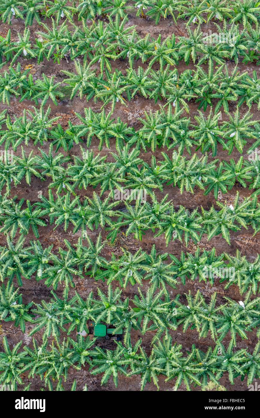 Banana plantation, Cairns, Australia Stock Photo Alamy