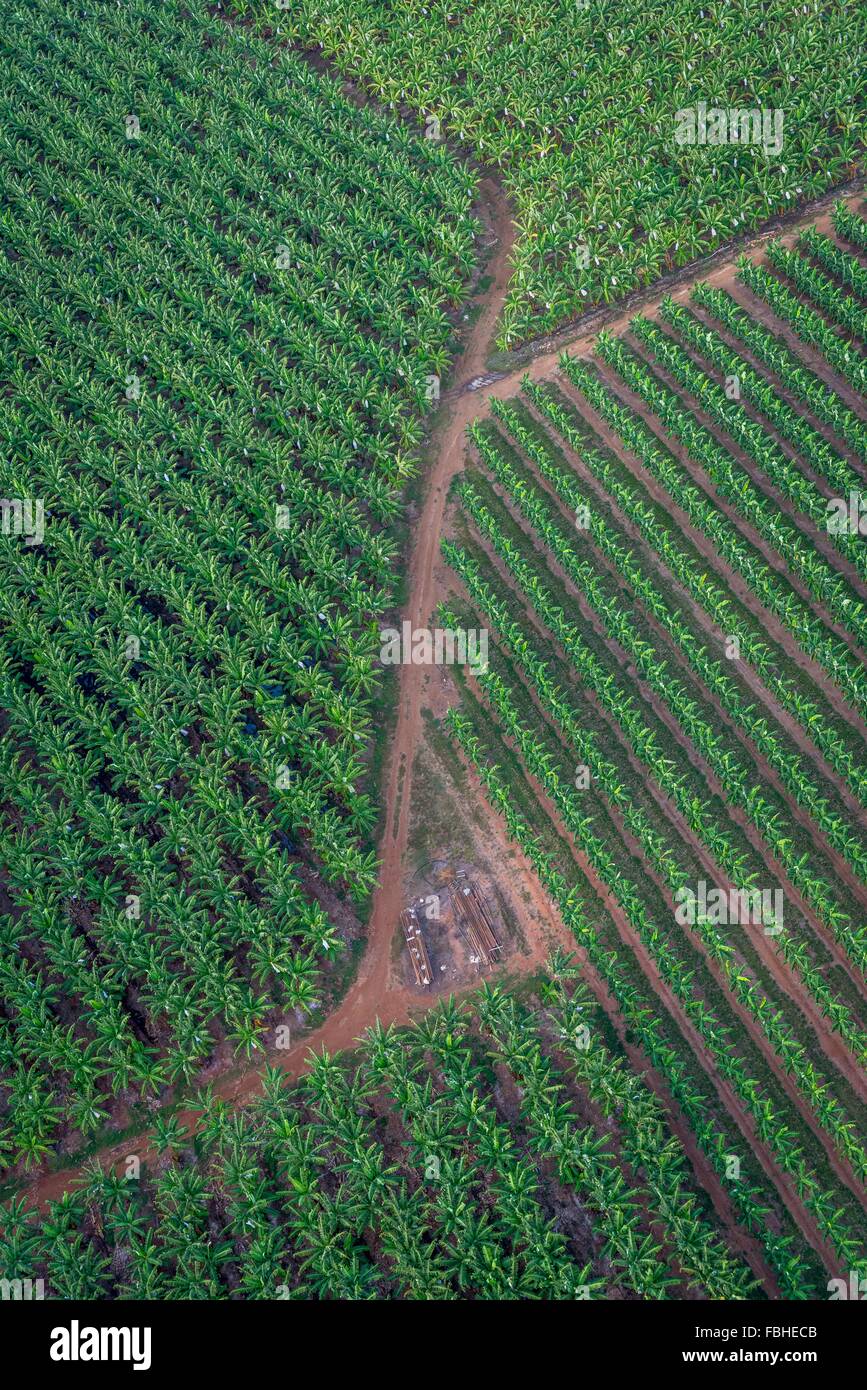 Banana plantation, Cairns, Australia Stock Photo Alamy