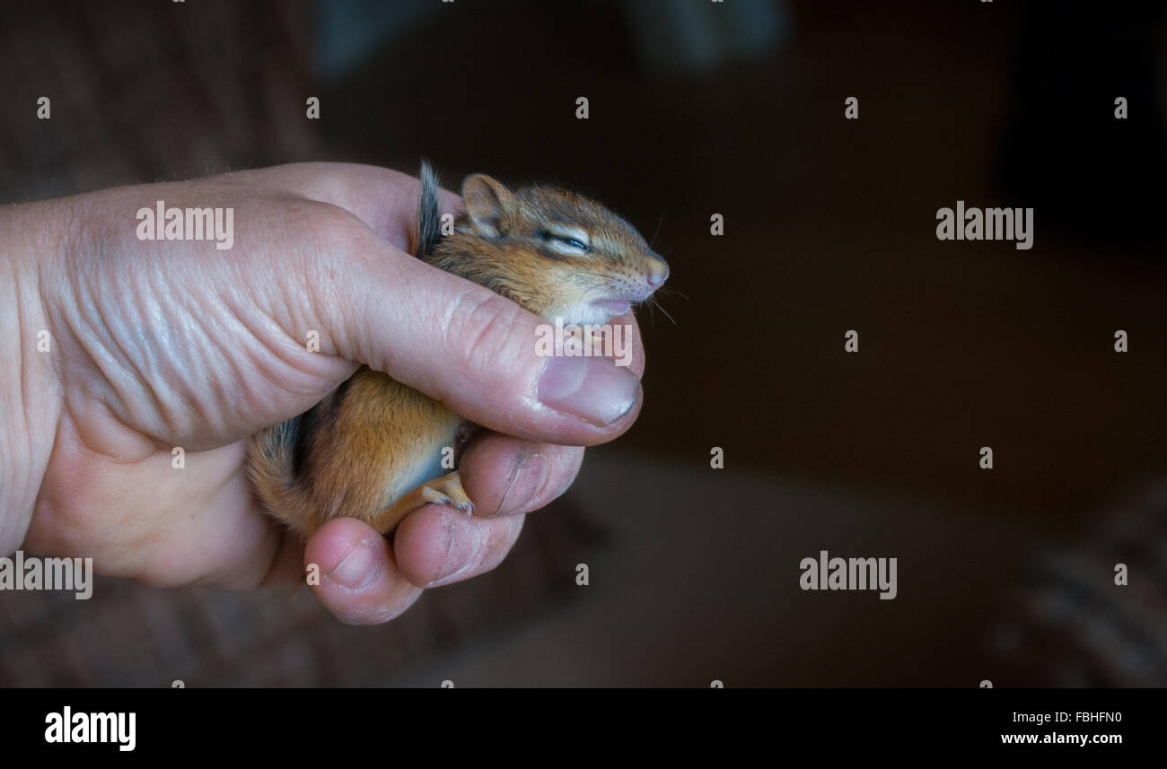 Injured lethargic young Chipmunk held in hand. Stock Photo