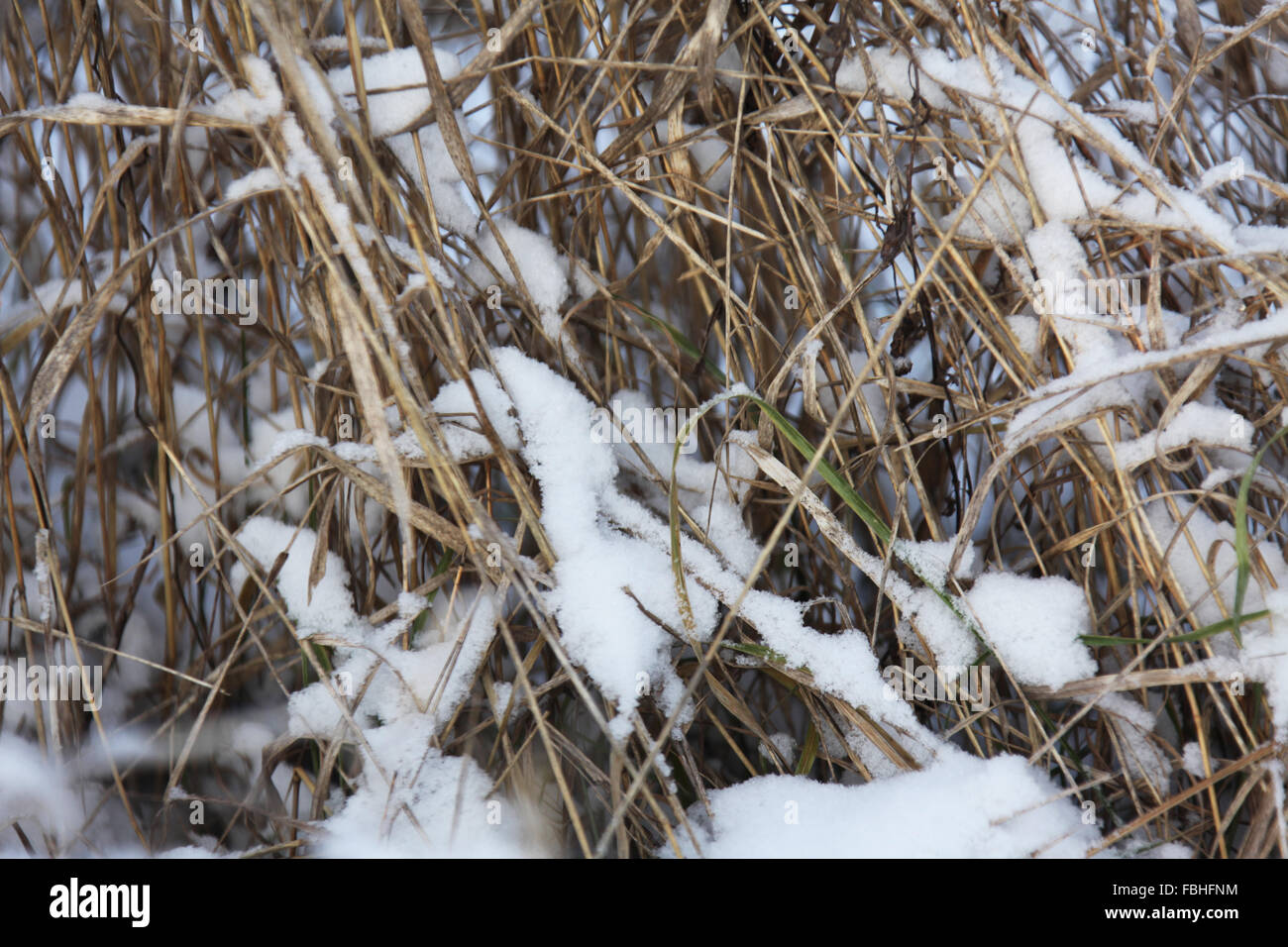 Reed covered hi-res stock photography and images - Alamy