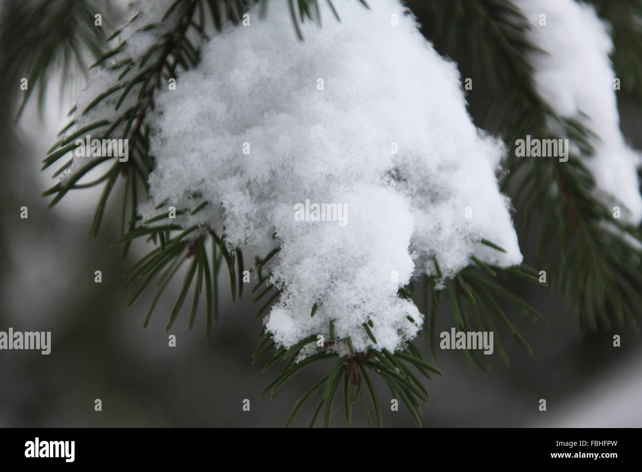 pine tree covered with a snow Stock Photo - Alamy