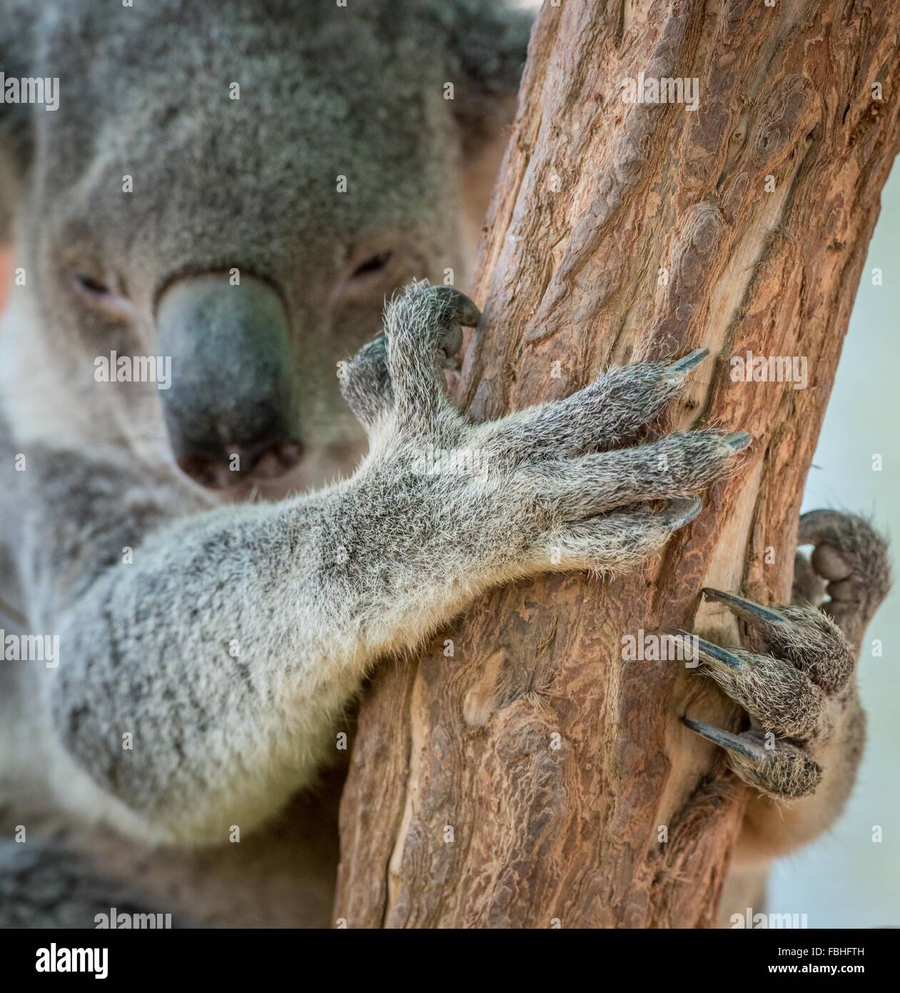 Koala Bear Claw on Tree Stock Photo Alamy