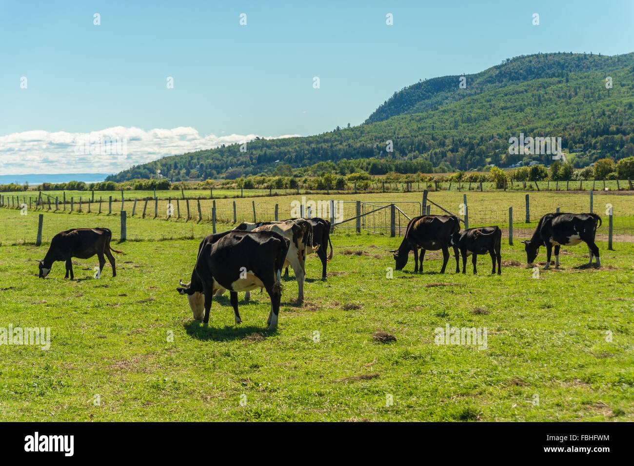 Vintage picture of cows on a meadow in Quebec, Canada Stock Photo