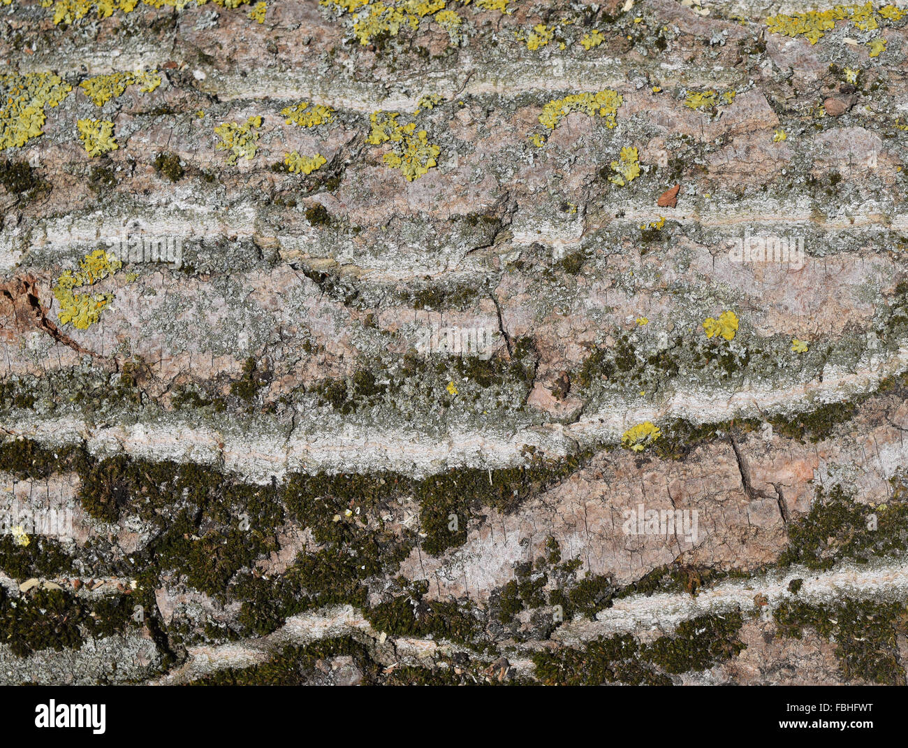 Background from poplar bark. Texture of bark of a tree Stock Photo - Alamy
