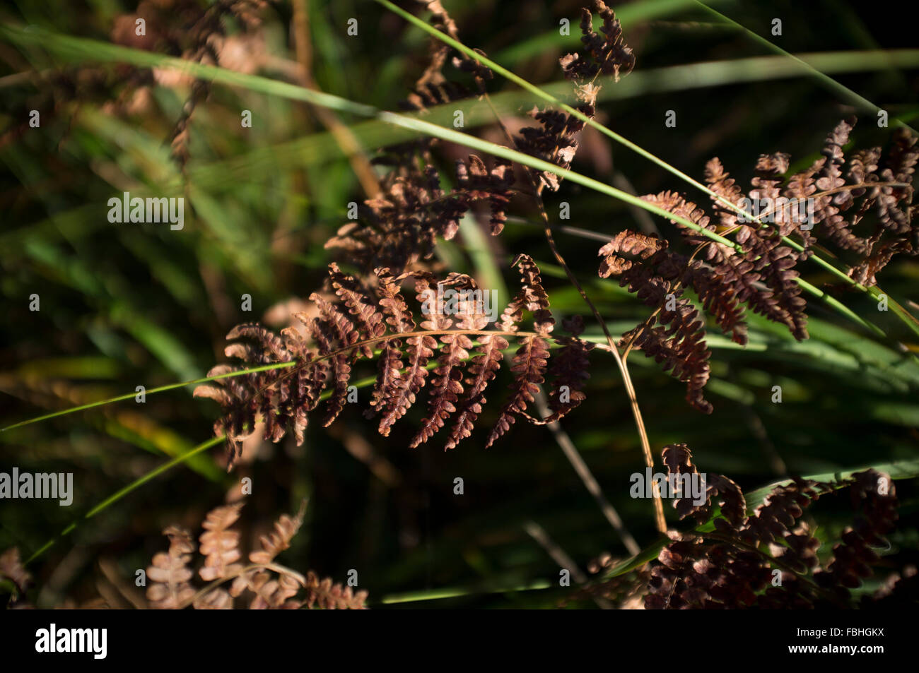 Medium fern plant hi-res stock photography and images - Alamy