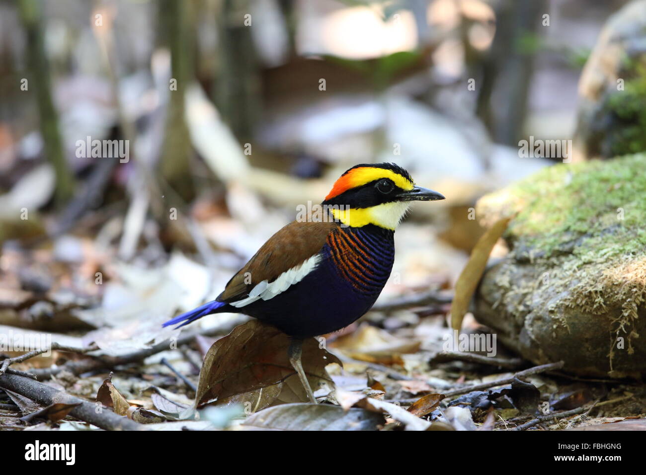 Malayan banded pitta (Hydrornis irena) in south Thailand Stock Photo