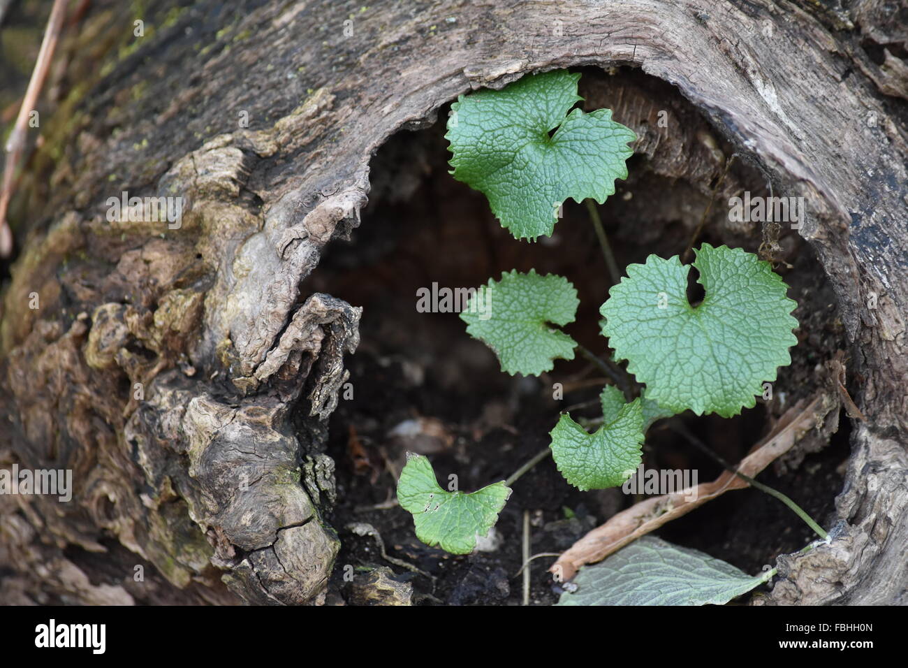mint like leaves growing out of a knot on a fallen  tree. Stock Photo