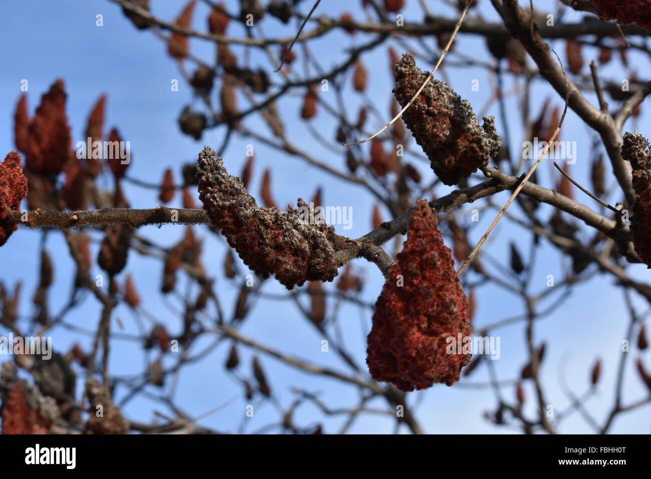 Cone Shape Red Roses Cone shaped flowers hi-res stock photography and images - Alamy