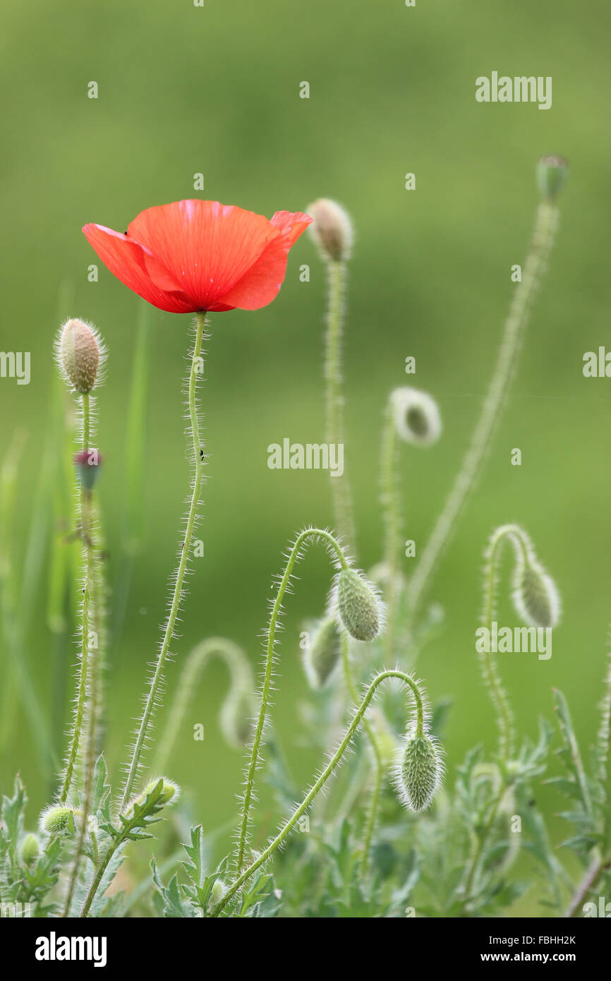 Poppy, Papaver rhoeas Stock Photo - Alamy