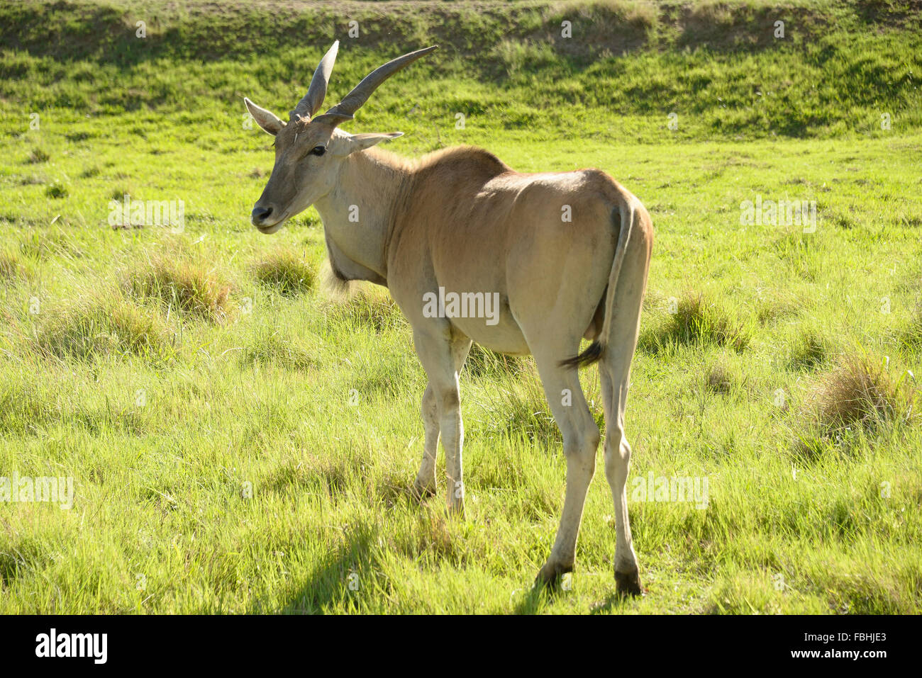 Eland antelope, Animal World Game Park, Emerald Resort & Casino, Vanderbijlpark, Emfuleni Municipality, Gauteng, South Africa Stock Photo
