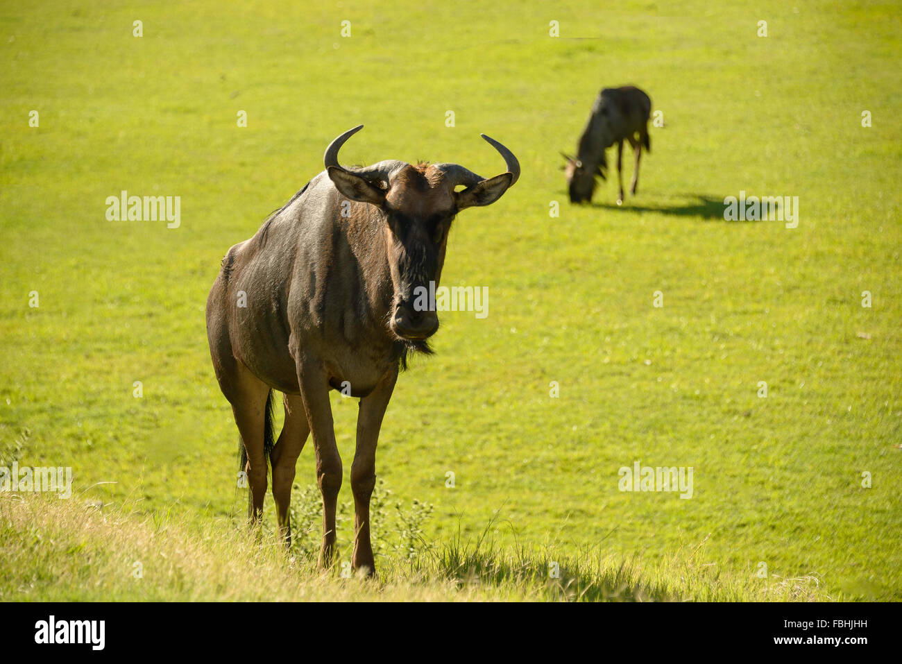 Wildebeest at Animal World Game Park, Emerald Resort, Vanderbijlpark, Emfuleni Municipality, Gauteng, South Africa Stock Photo