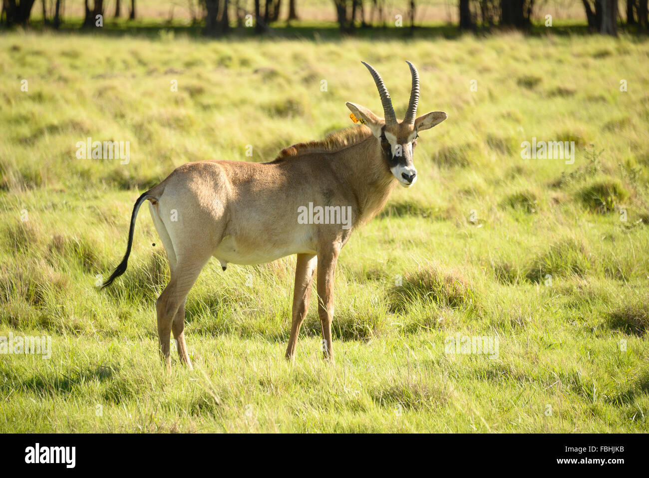 Gemsbok At Animal World Game Park Emerald Resort Casino Stock Photo Alamy Gemsbok At Animal World Game Park Emerald Resort Casino Stock Photo Alamy