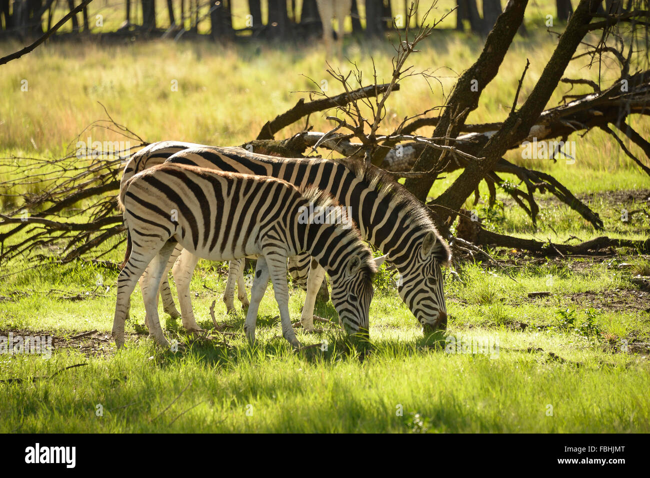 Zebras At Animal World Game Park Emerald Resort Casino Stock Photo Alamy Zebras At Animal World Game Park Emerald Resort Casino Stock Photo Alamy