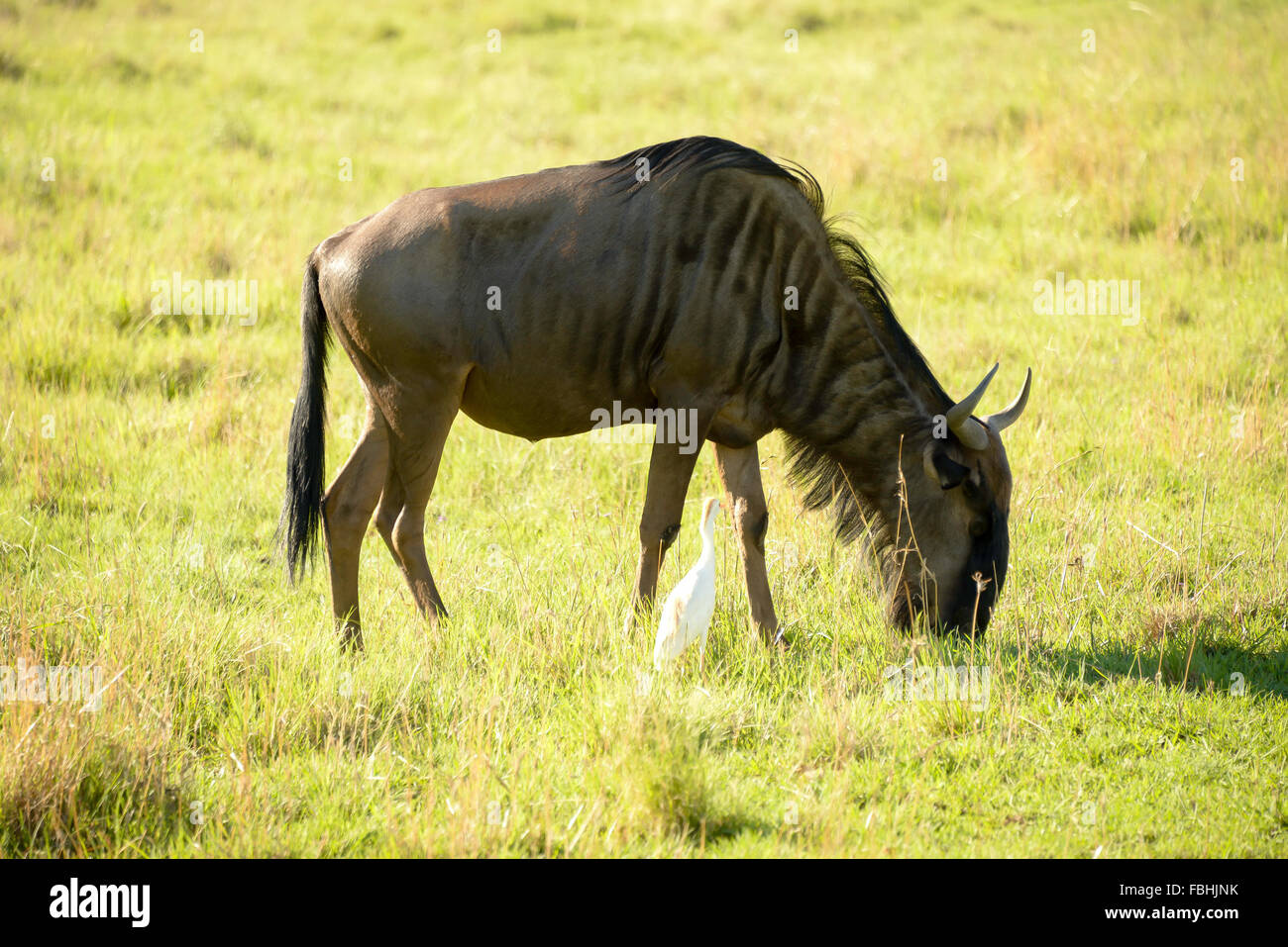 Wildebeest at Animal World Game Park, Emerald Resort & Casino, Vanderbijlpark, Emfuleni Municipality, Gauteng, South Africa Stock Photo