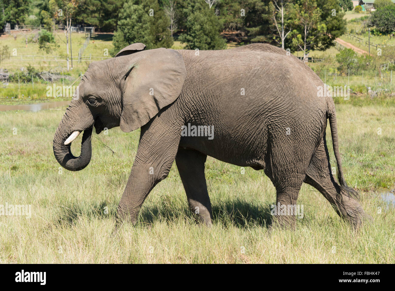 Male elephant at Knysna Elephant Park, Plettenberg Bay, Knysna, Knysna Municipality, Western Cape Province, Republic of South Af Stock Photo